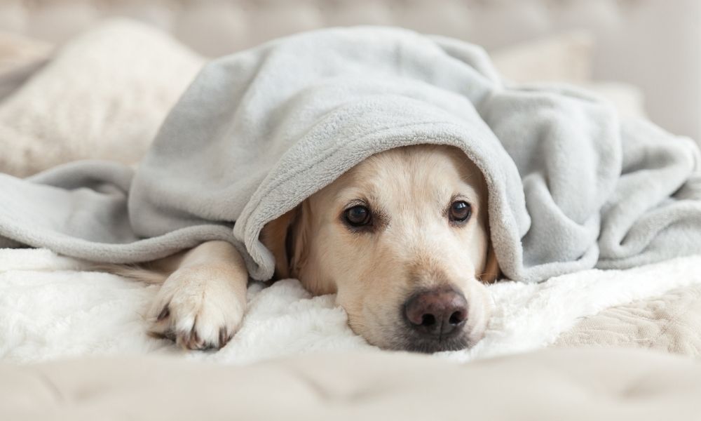 Cumplir acortar forma Es contagiosa la gripe canina? | CCMonteclaro