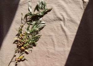 Centro Comercial Monteclaro